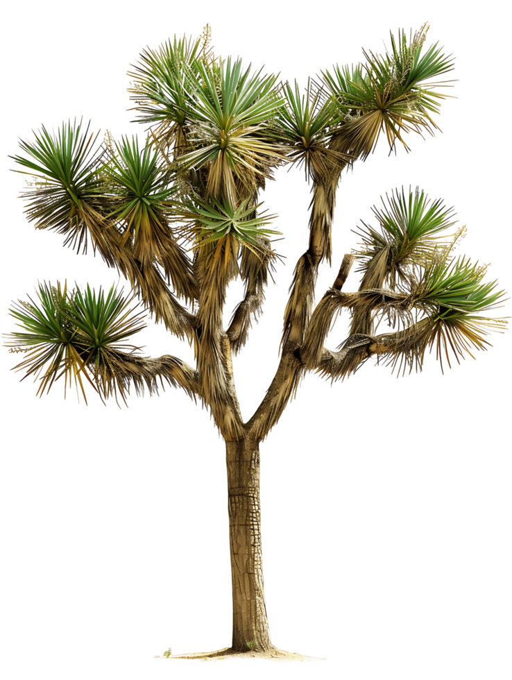 Yucca Brevifolia Tree Isolated on Clear Background png