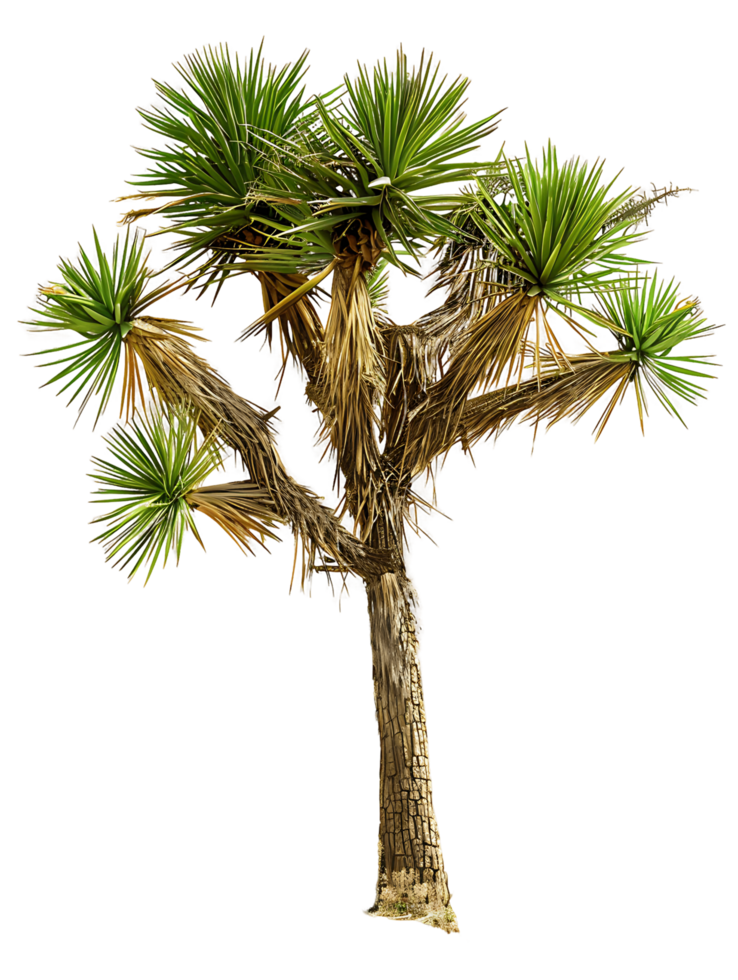 Yucca Brevifolia Tree on Transparent Background Cutout png