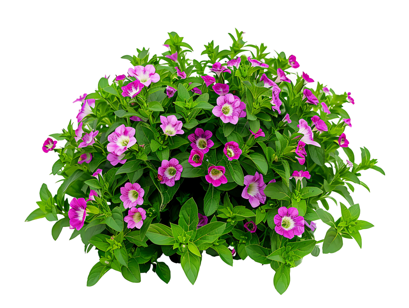 Fournieri Bush on Transparent Background png