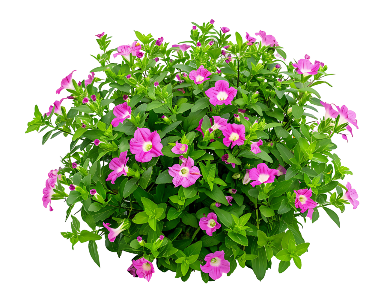 Torenia Fournieri Bush with Transparent Background png