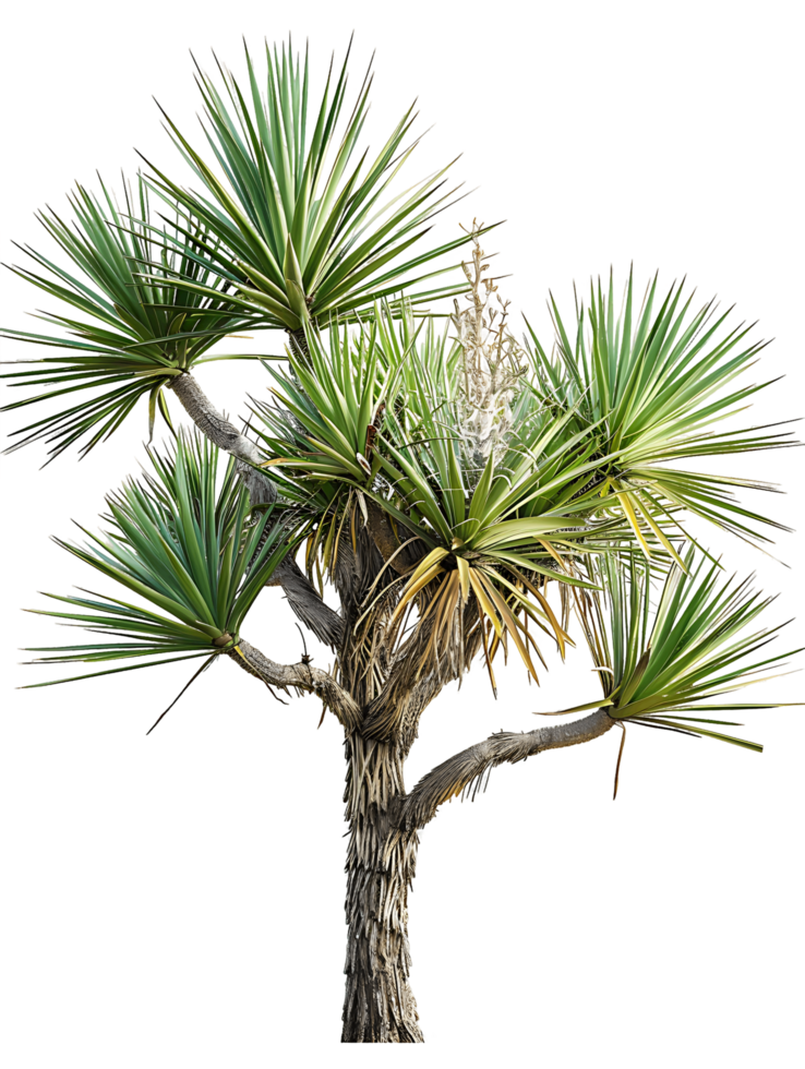 Yucca Thompsoniana on Transparent Background png