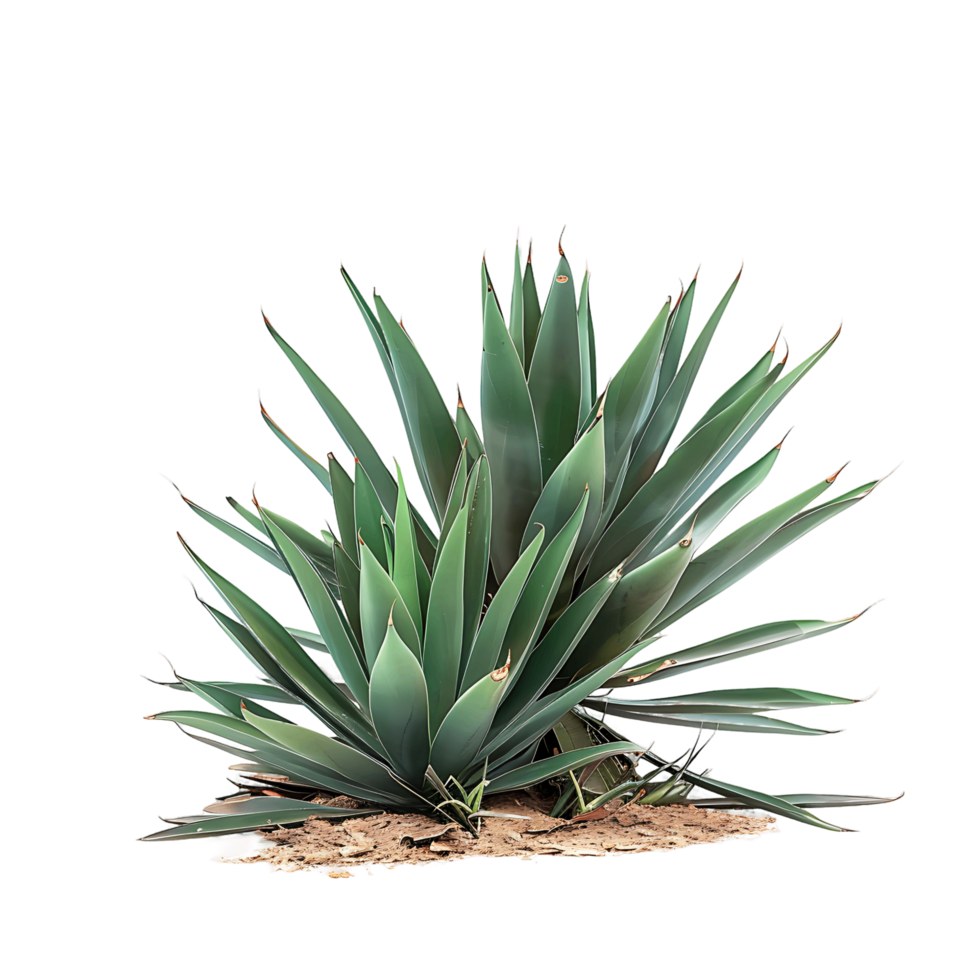 Agave Rhodacantha Bush Isolated on Transparent png