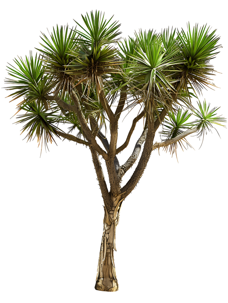 Yucca Brevifolia Tree on Clear Background Cutout png