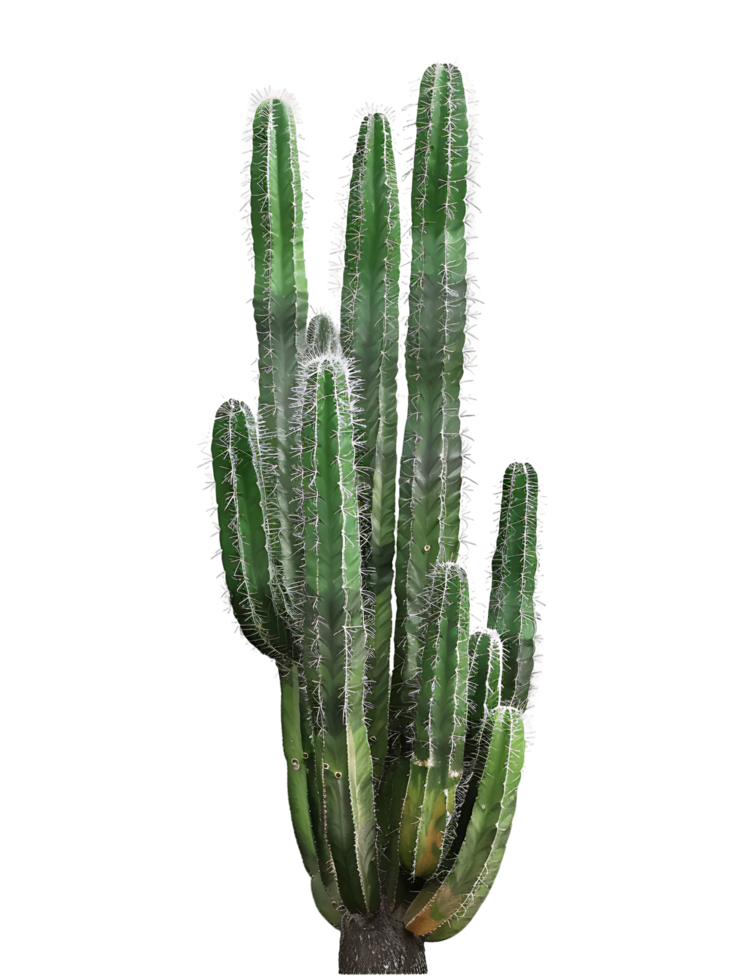 Cephalocereus Senilis Tree on Clear Background png