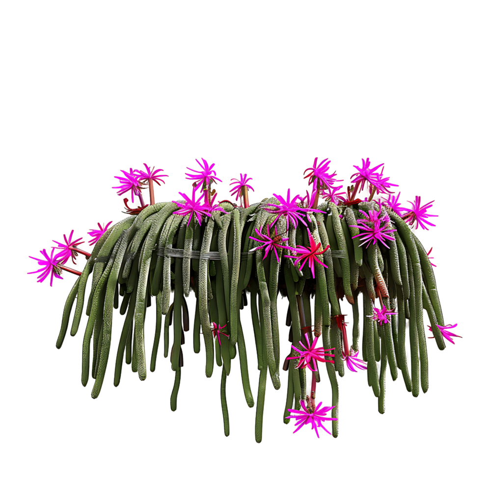 Aporocactus Flagelliformis on Transparent Background Cutout png