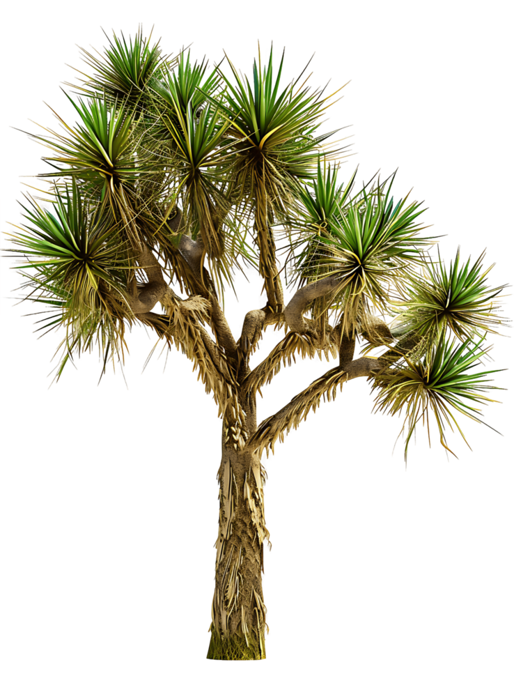 Yucca Brevifolia Tree Isolated on Clear Background png