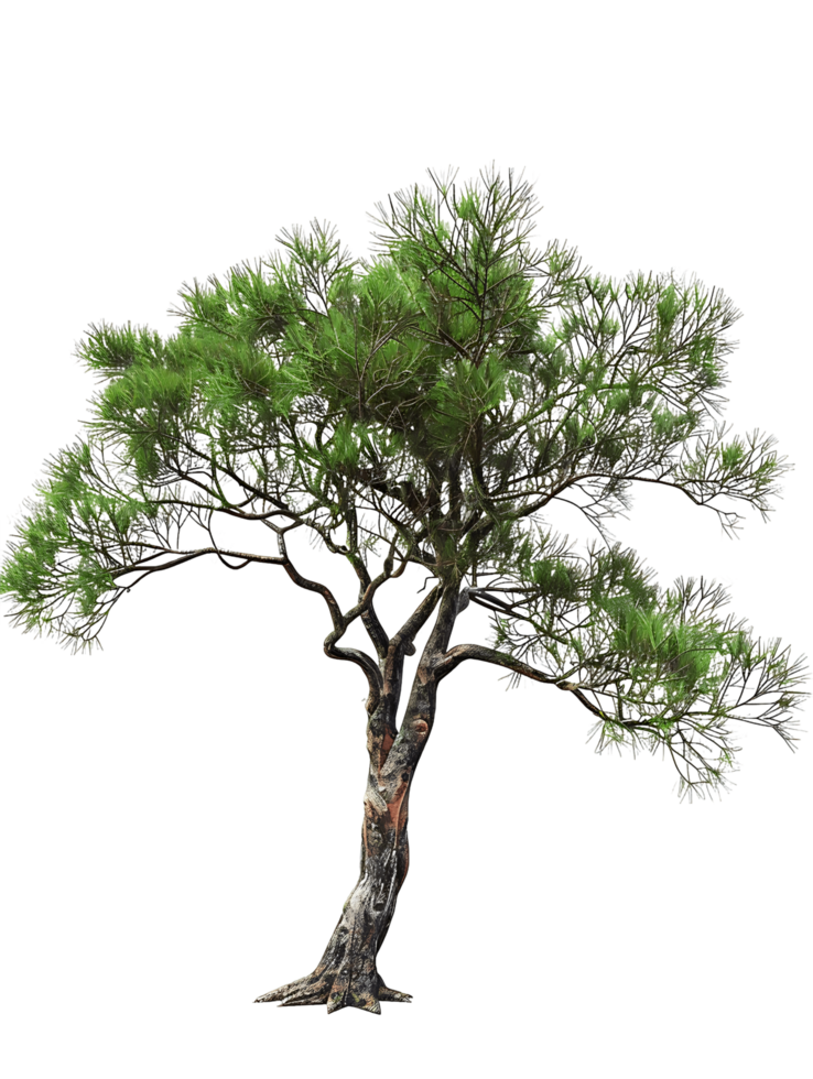 Pinus Monophylla Tree Isolated on Transparent png