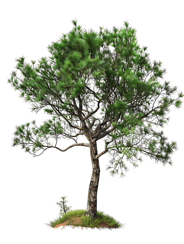 Pinus Monophylla Tree with Transparent Background Cutout png