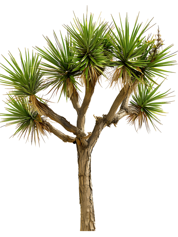 Yucca Brevifolia Tree Isolated on Transparent Cutout png