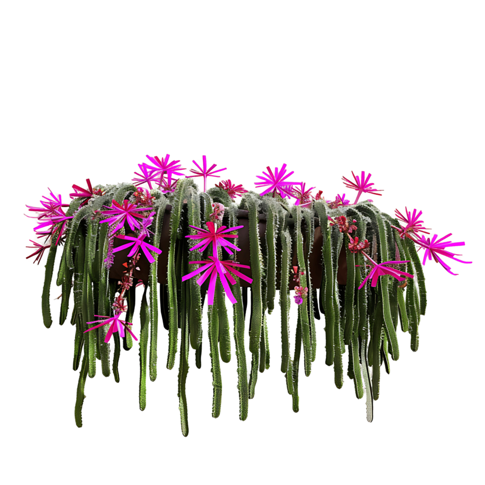 Aporocactus Flagelliformis Hanging Plant Isolated on Clear Background png