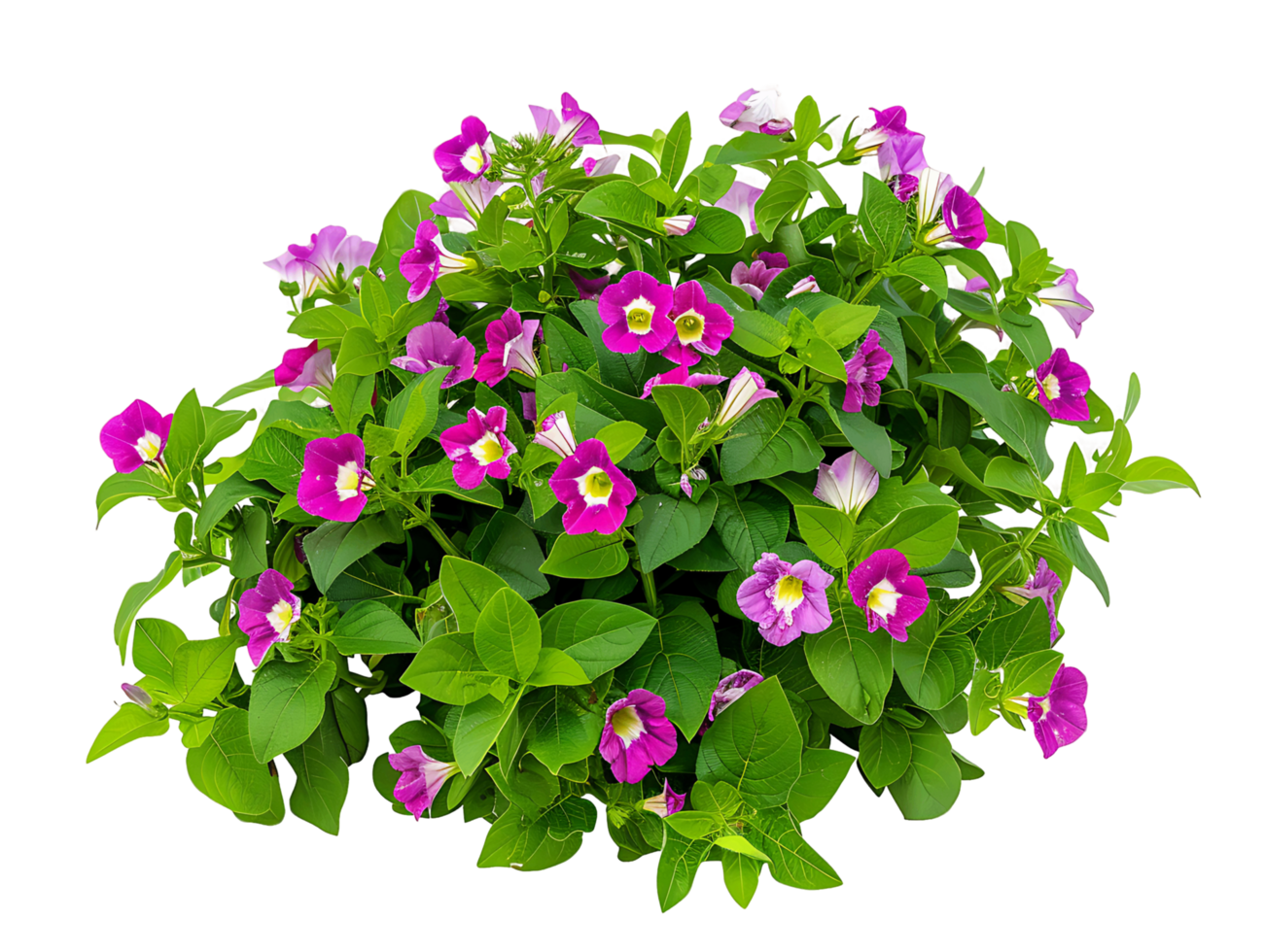 Torenia Fournieri with Clear Background png