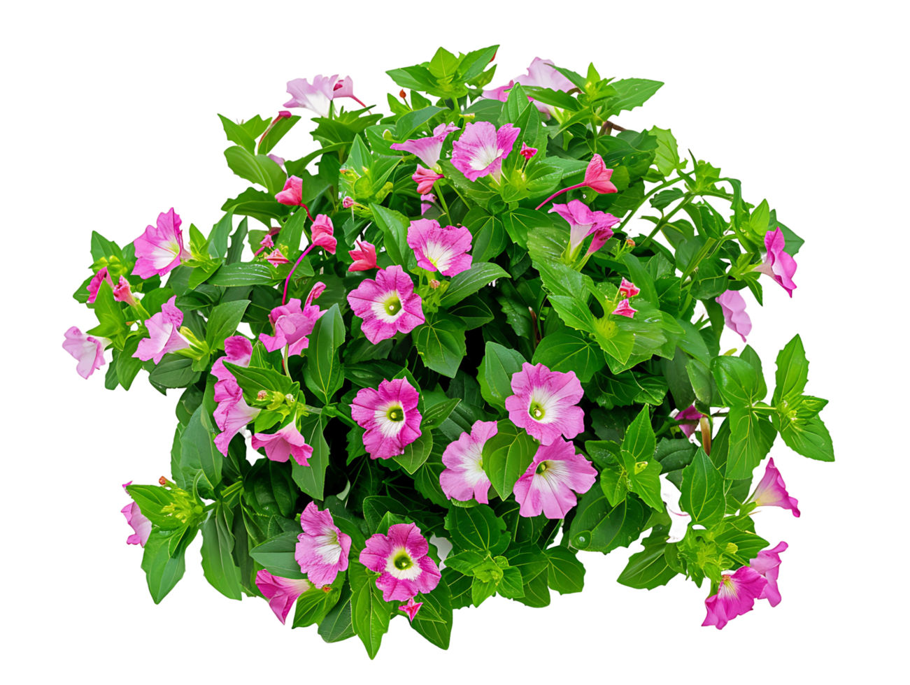 Torenia Fournieri Bush Isolated on Transparent Background png