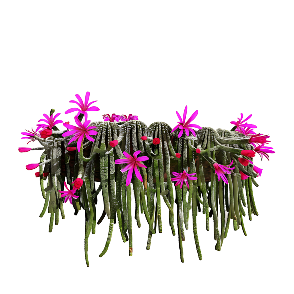 Aporocactus Flagelliformis Hanging Plant on Transparent Background png