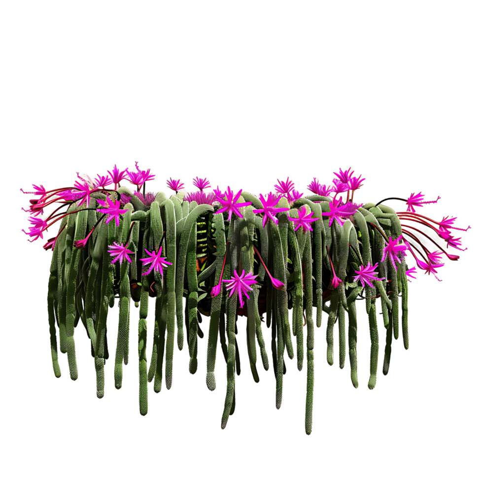 Aporocactus Flagelliformis on Clear Background Cutout png