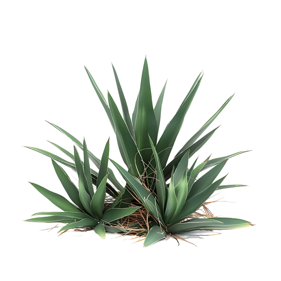 Agave Rhodacantha with Transparent Background png