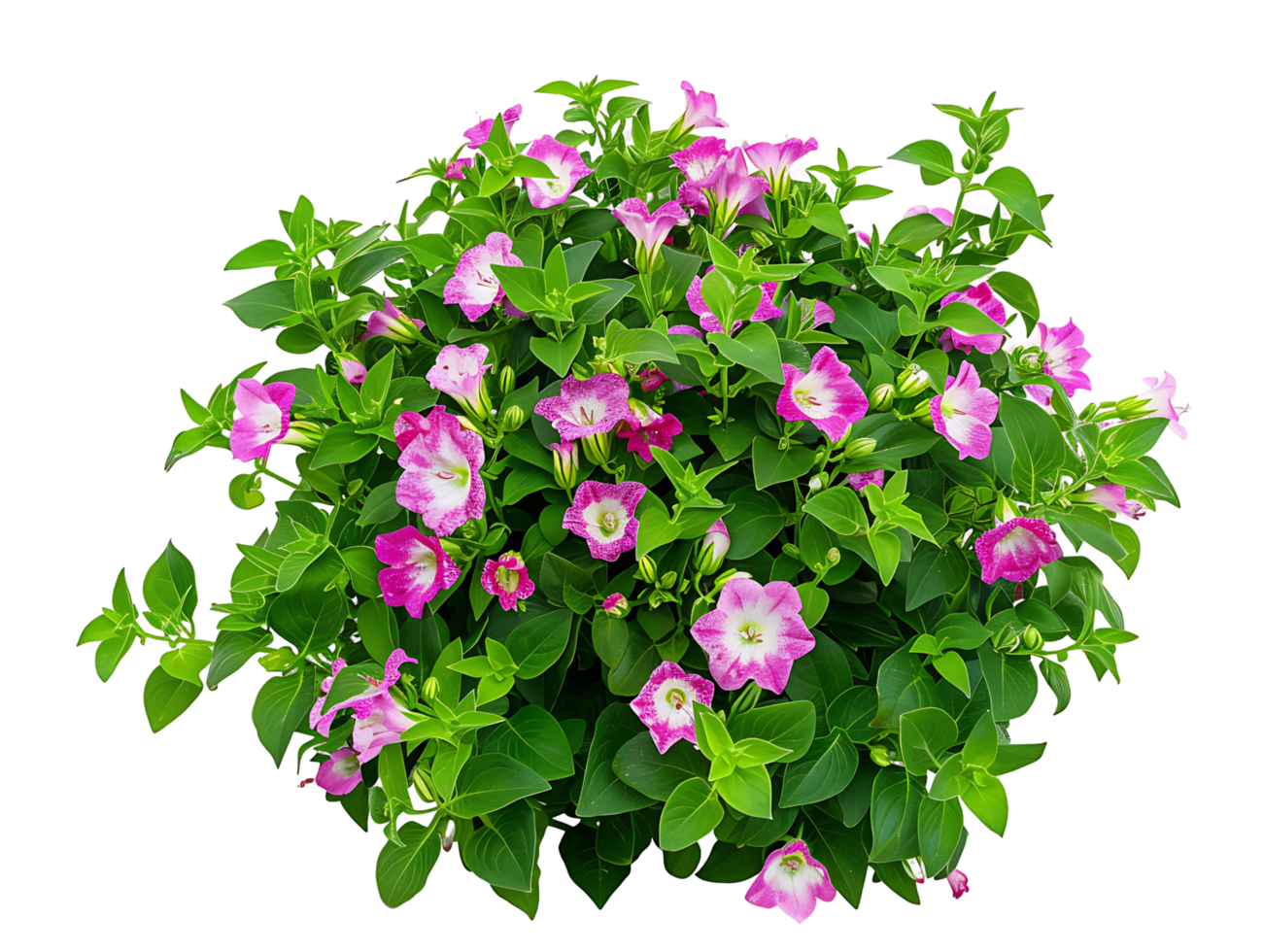Torenia Fournieri Bush on Transparent Background Cutout png