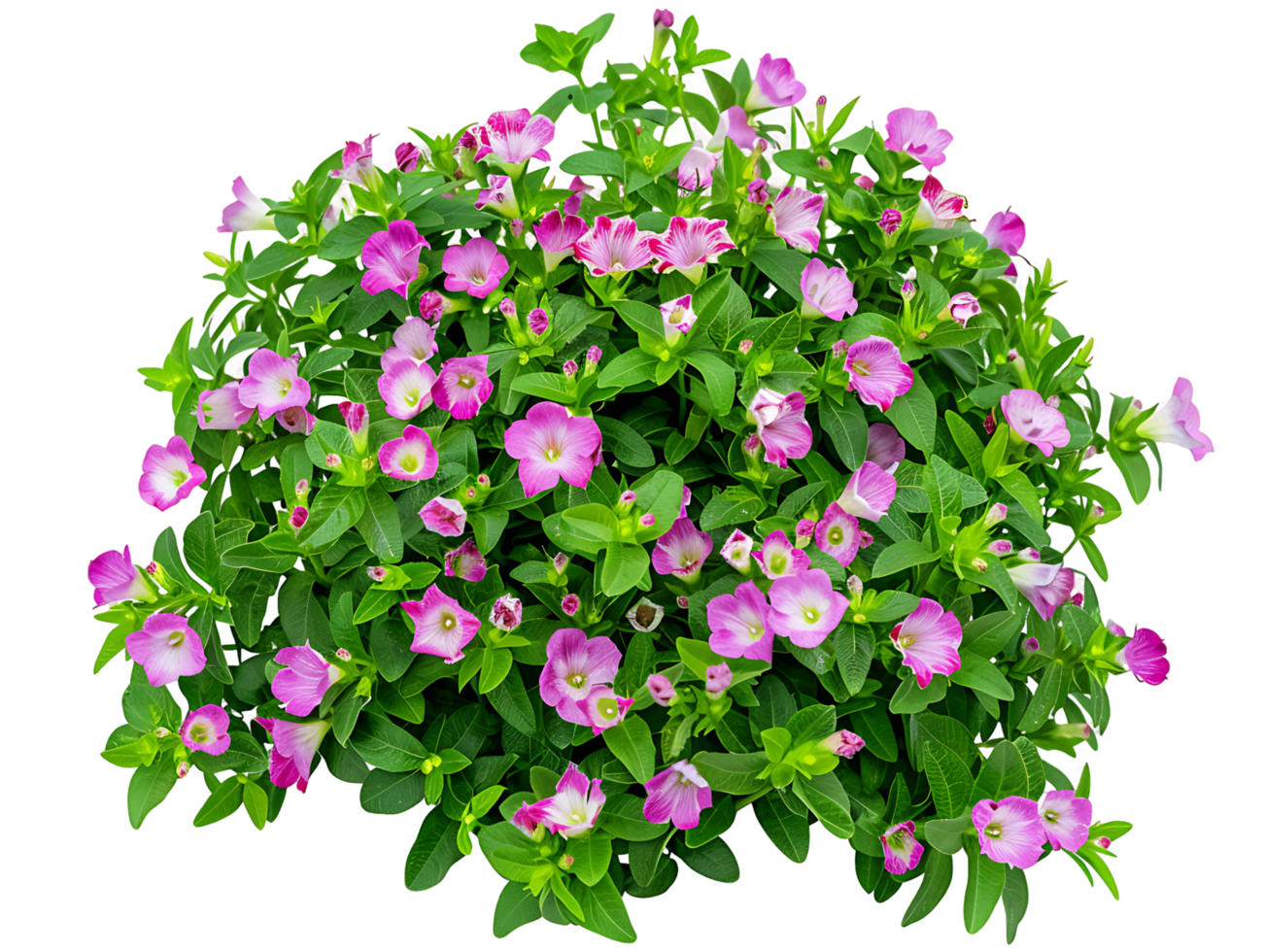 Torenia Fournieri Bush Isolated on Transparent Background png