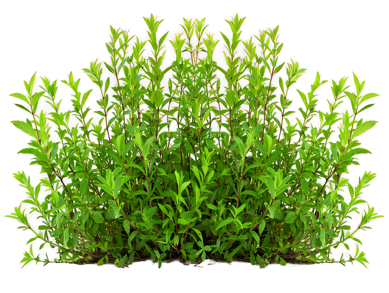 Teucrium Chamaedrys Isolated on Transparent png