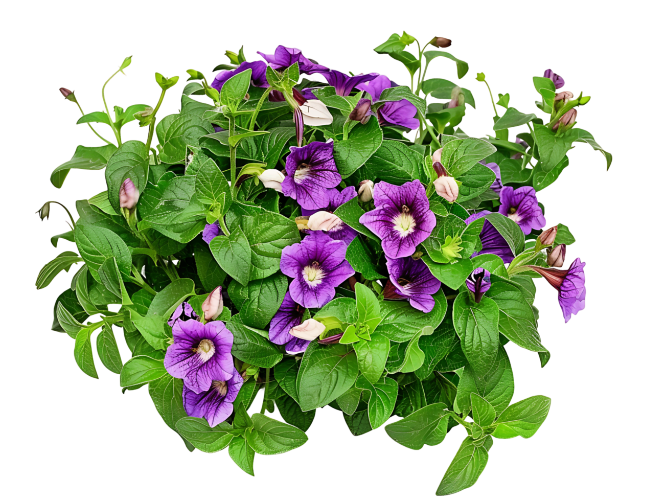 Torenia Fournieri on Transparent Cutout png