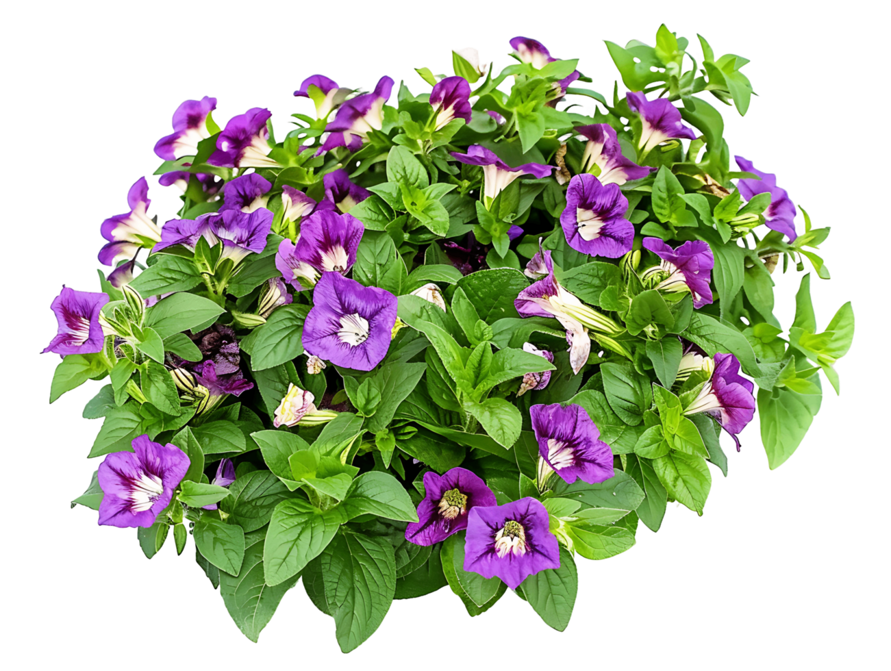 Torenia Fournieri Cutout on Transparent png
