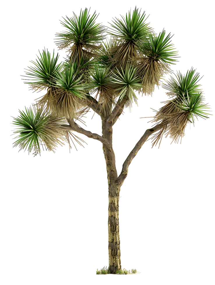 Yucca Brevifolia Tree on Transparent Background png