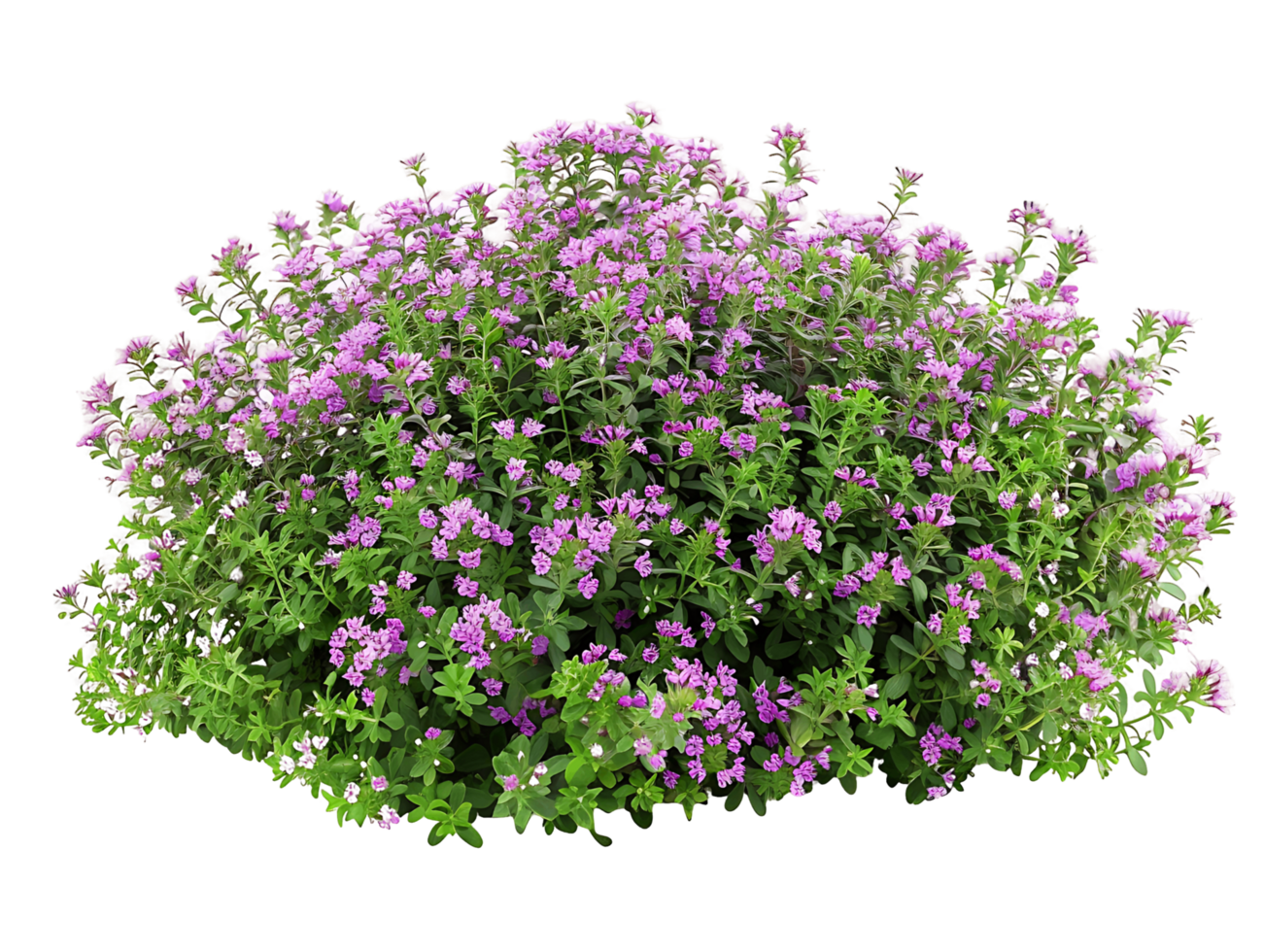 Thymus Serpyllum Bush Isolated on Transparent Background png