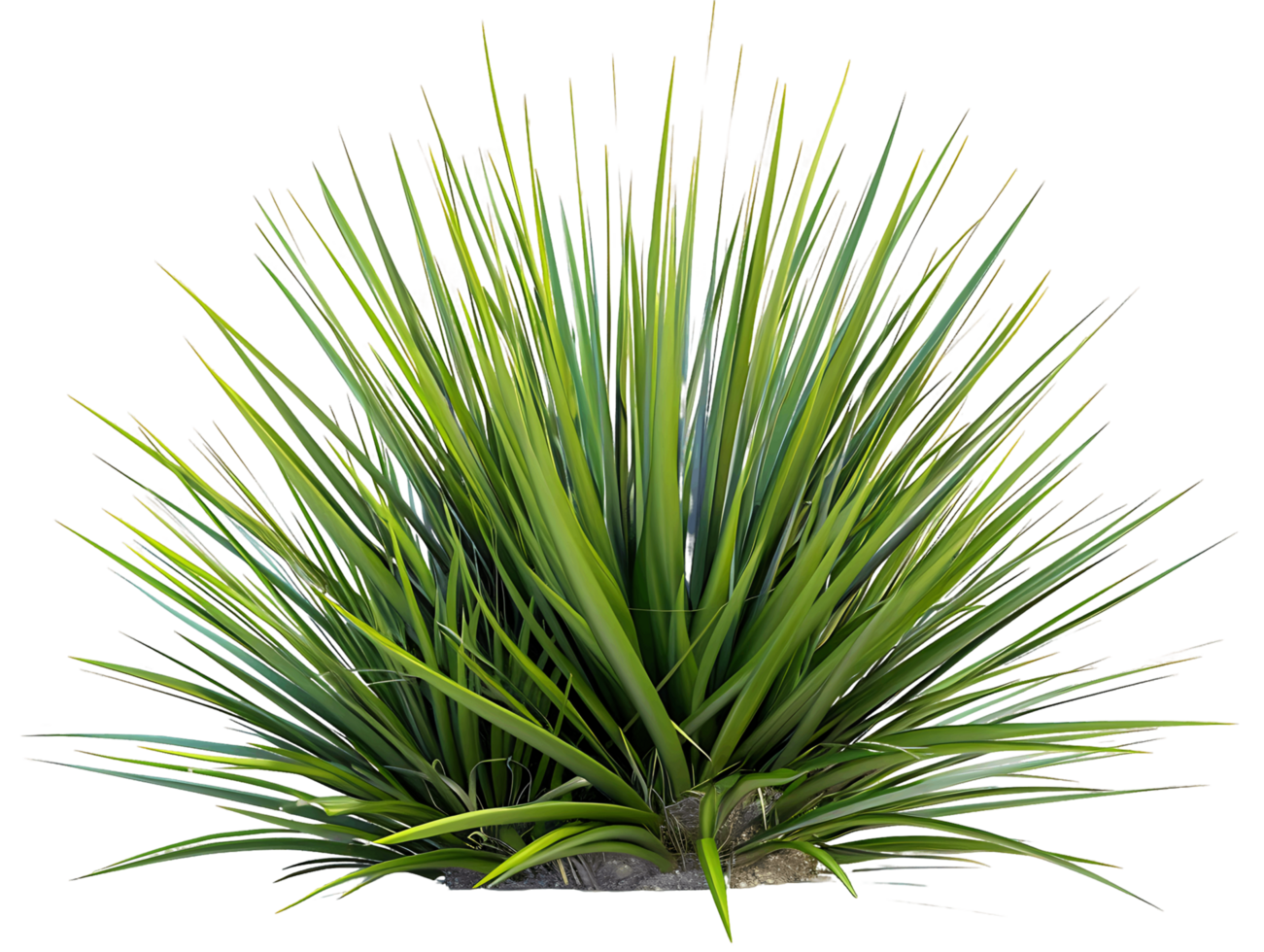 Agave streng Busch isoliert auf transparent ausgeschnitten png