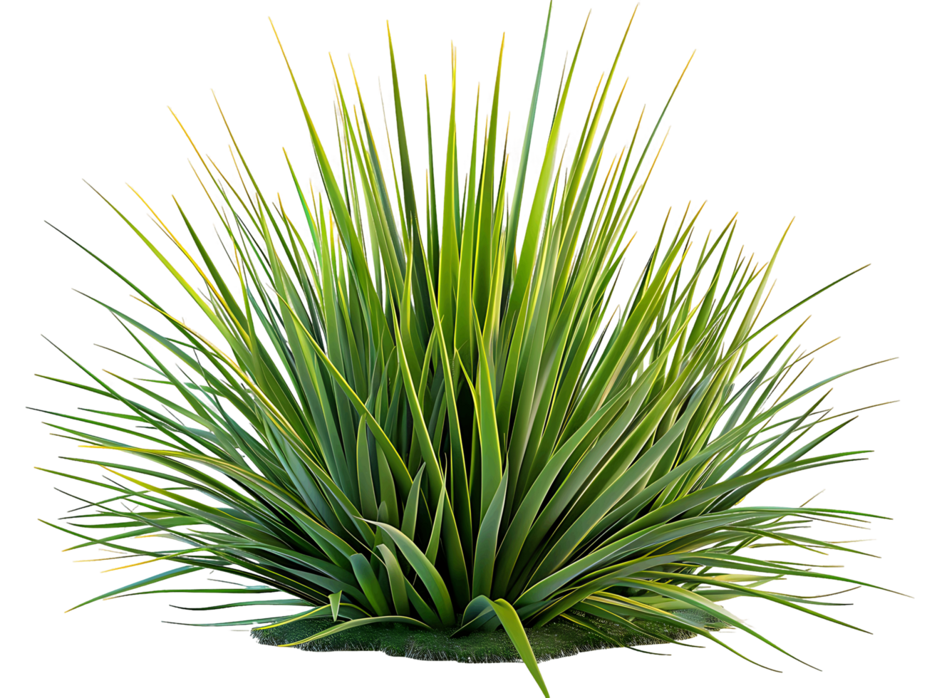 Agave Stricta Bush Isolated on Transparent png