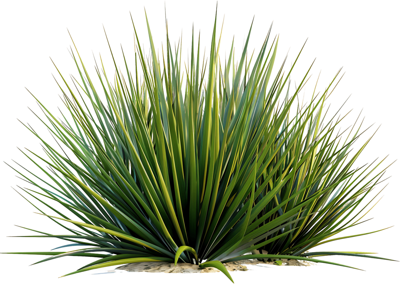 Agave Stricta Bush Isolated on Clear Cutout png