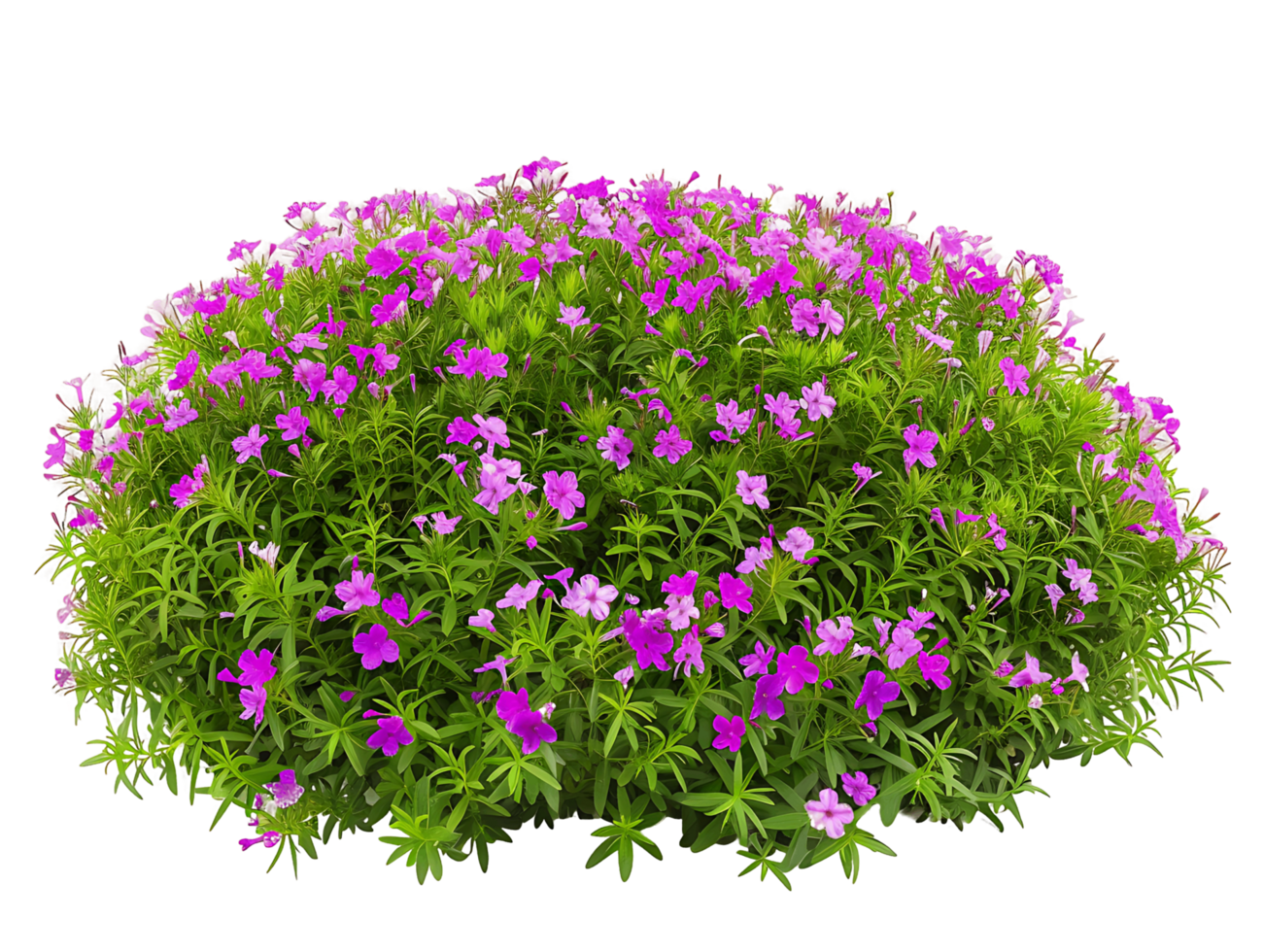 Phlox Subulata Bush Isolated on Clear Cutout png