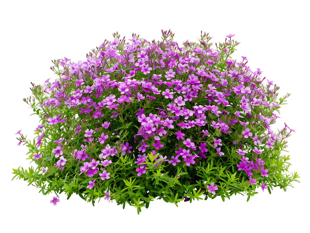 Phlox Subulata Bush on Transparent Background Cutout png