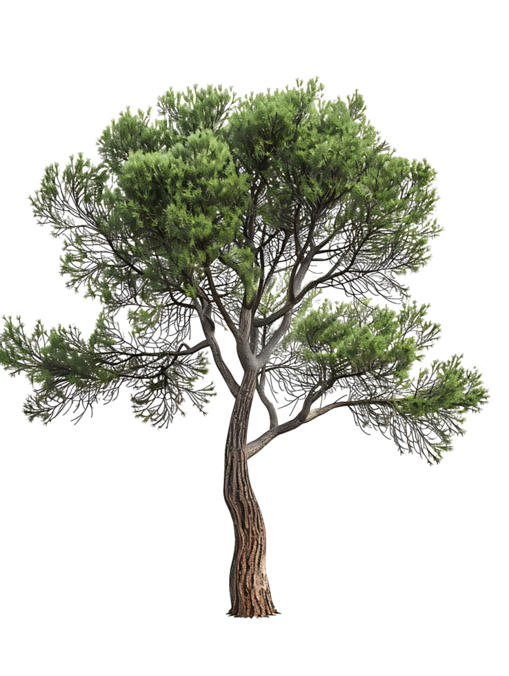 Pinus Monophylla Tree on Clear Background png