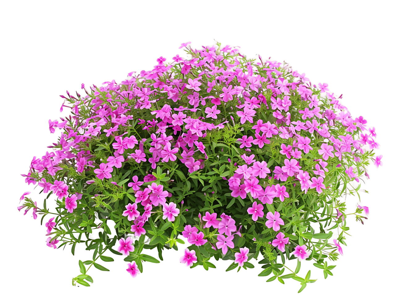 Phlox Subulata Bush Isolated on Clear Background png
