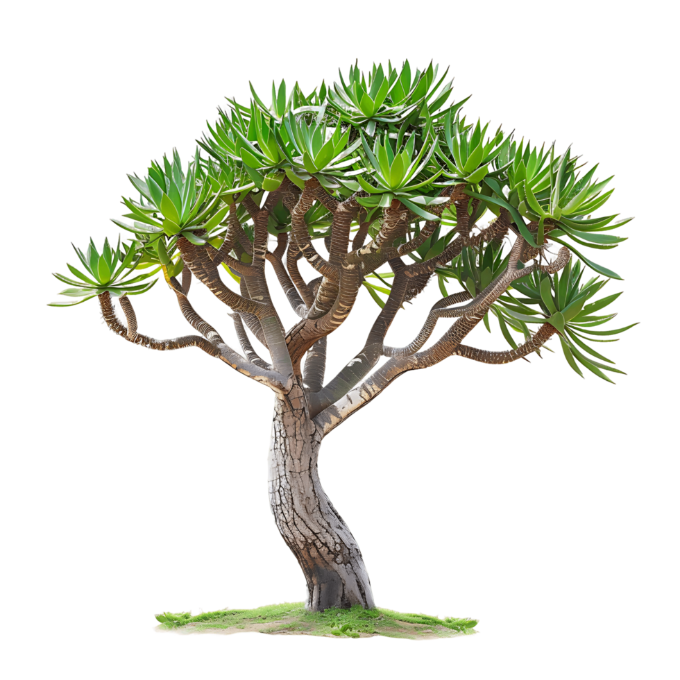 Aloe Pillansii Tree Isolated on Clear Background png
