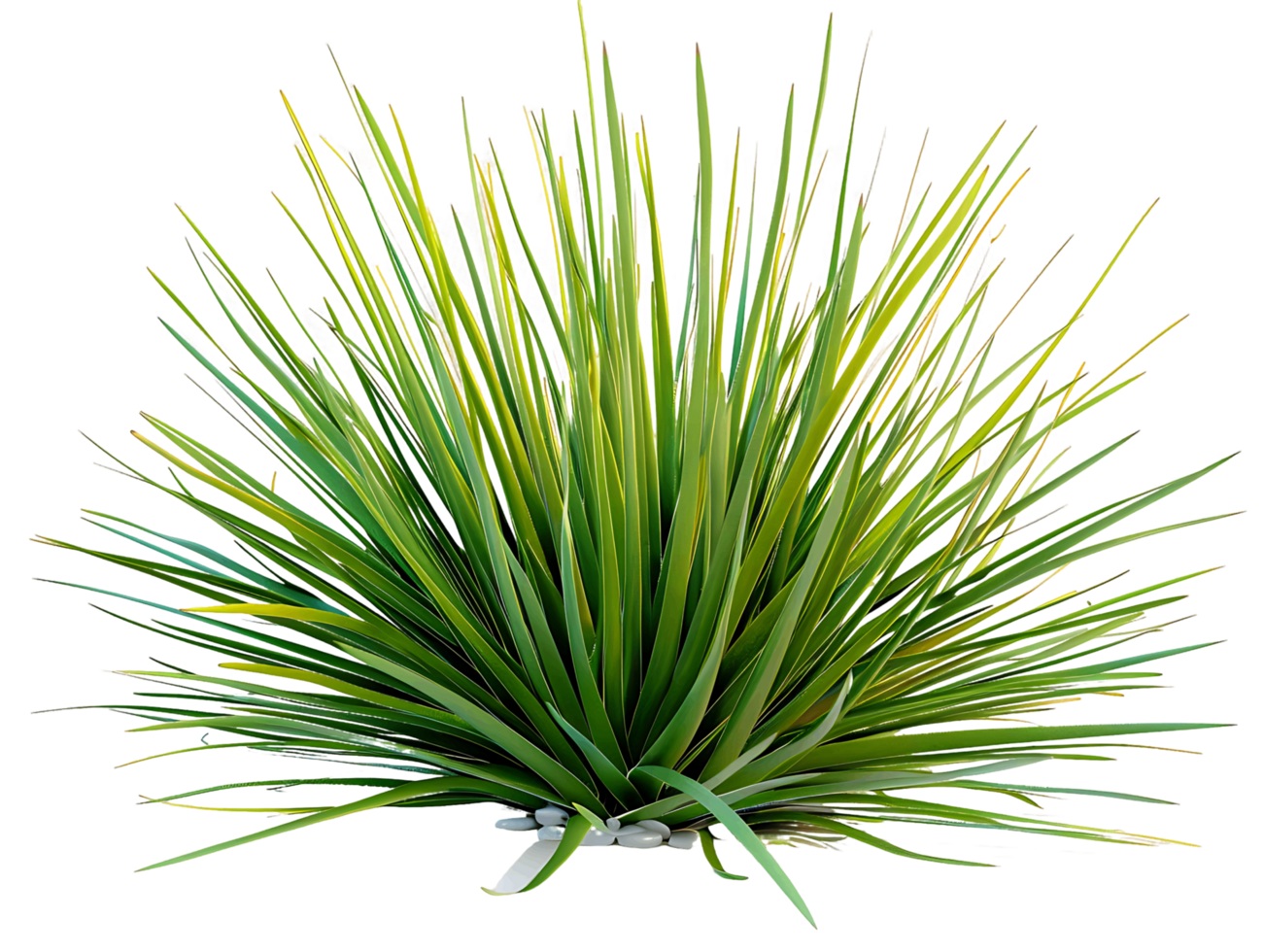 Agave Stricta Bush Isolated on Clear Background Cutout png