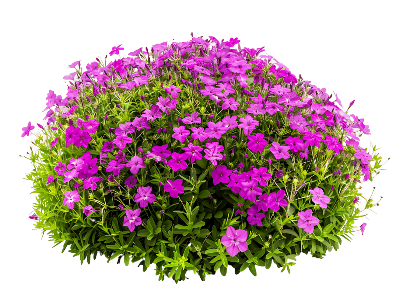 Phlox Subulata Bush Isolated on Transparent Background png
