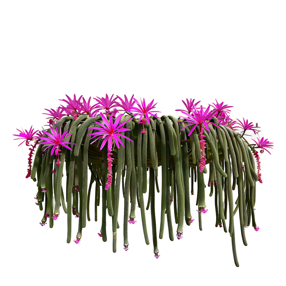 Aporocactus Flagelliformis with Clear Background png