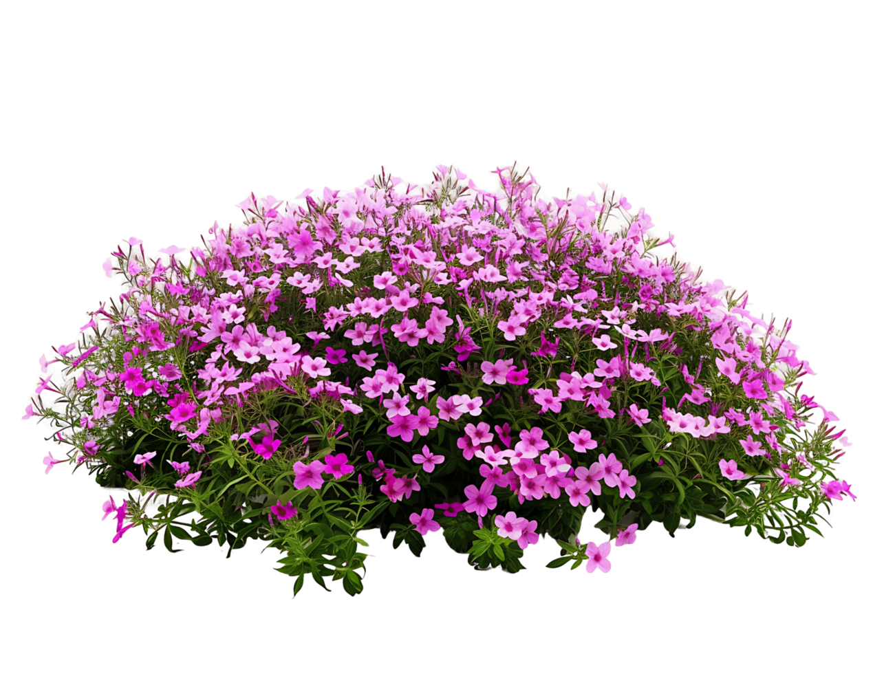 Phlox Subulata Bush on Transparent Background png