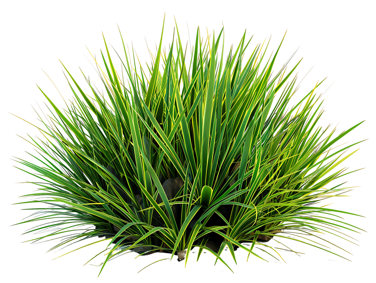 Agave Stricta Bush on Clear Background png