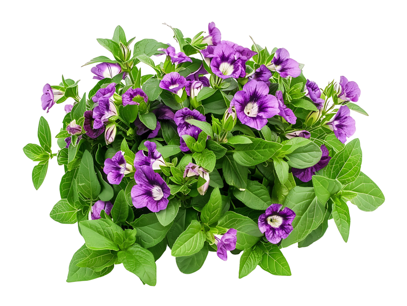 Torenia Fournieri Isolated on Transparent Background png