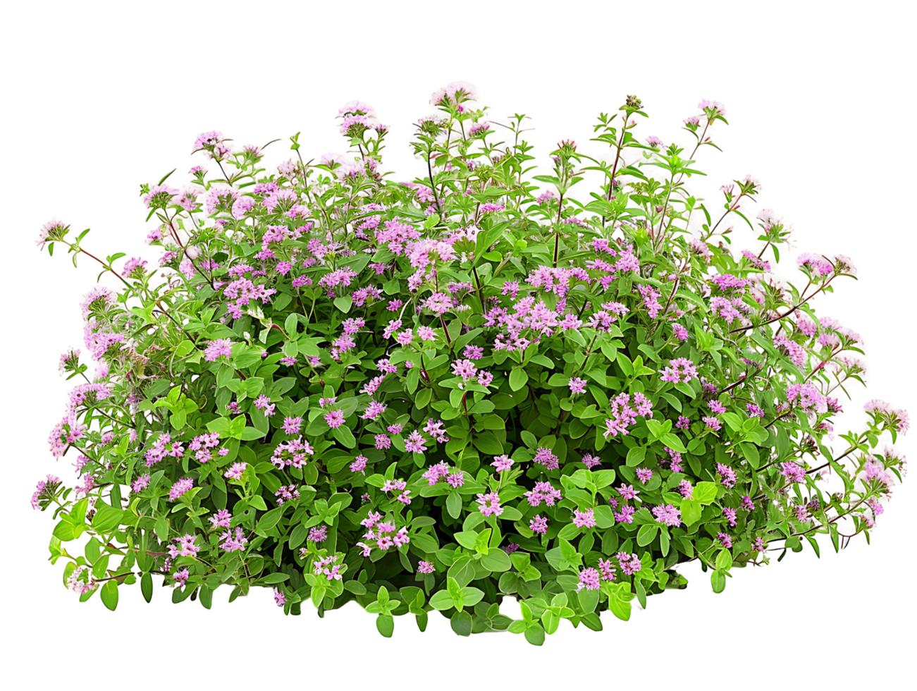 Thymus Serpyllum Bush Isolated on Clear Cutout png