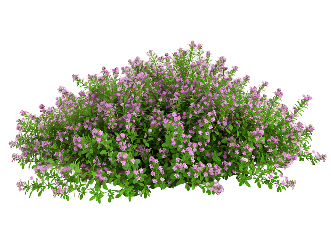 Thymus Serpyllum Bush Isolated on Transparent Cutout png