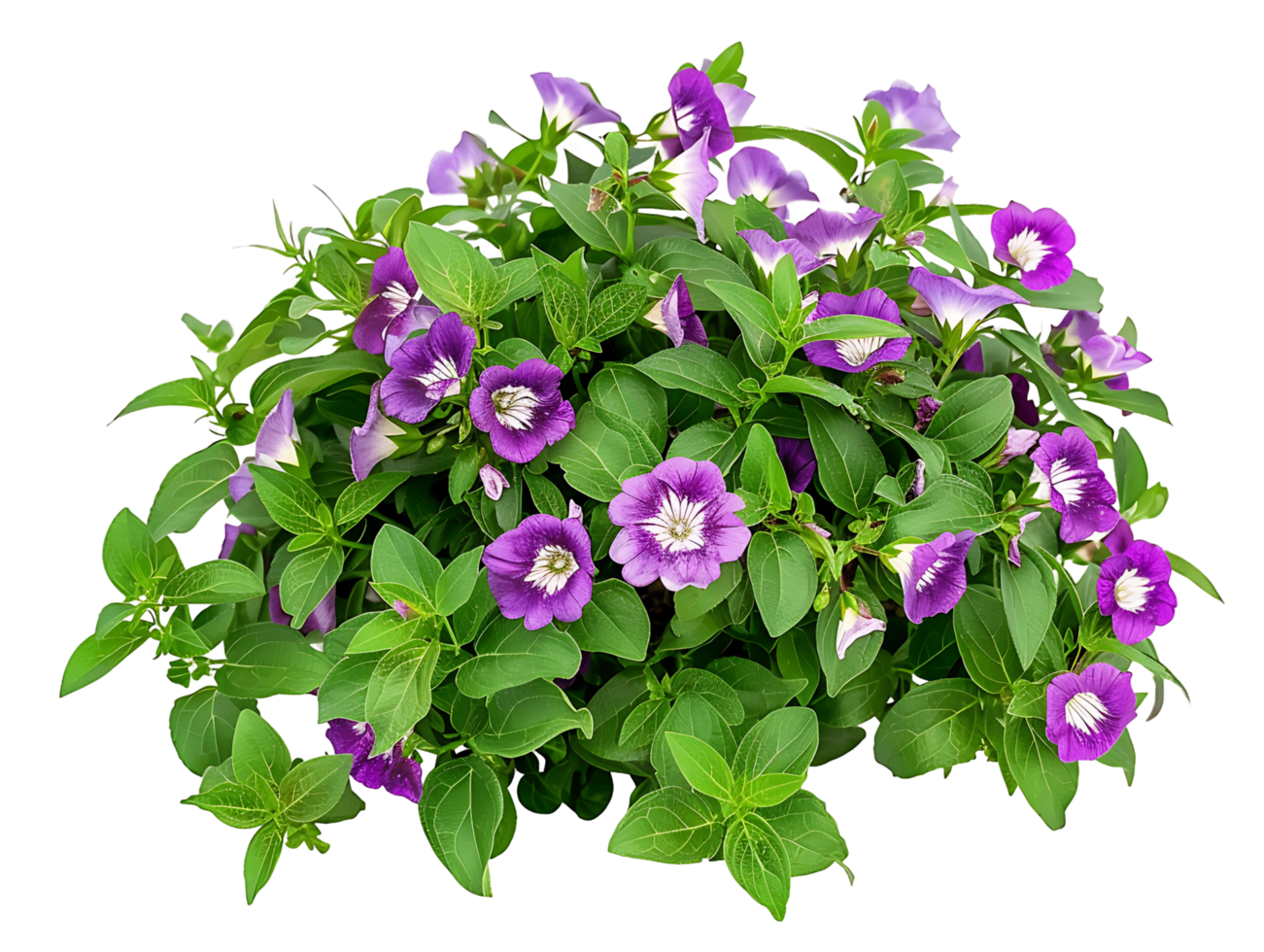 Torenia Fournieri Bush Isolated on Transparent png