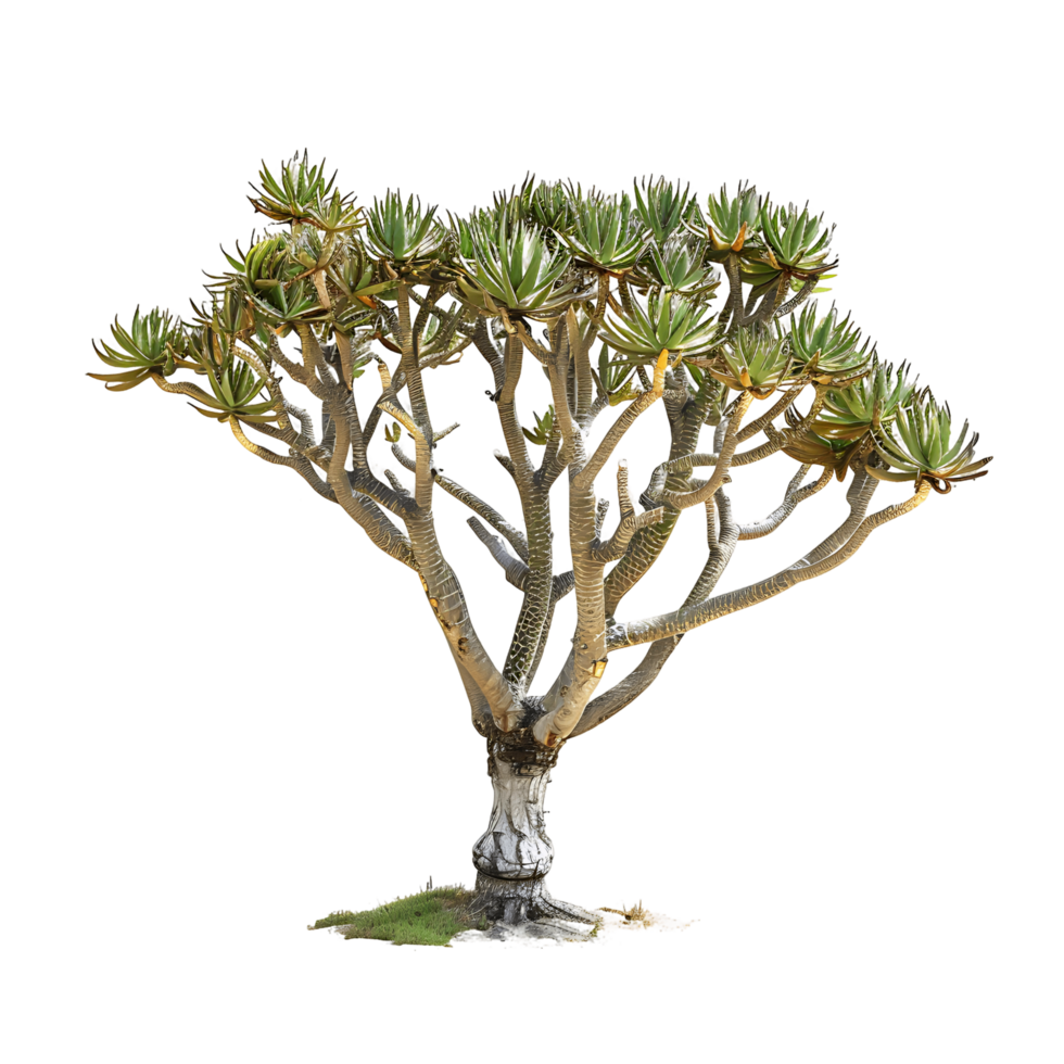 Aloe Pillansii Tree on Transparent Background Cutout png