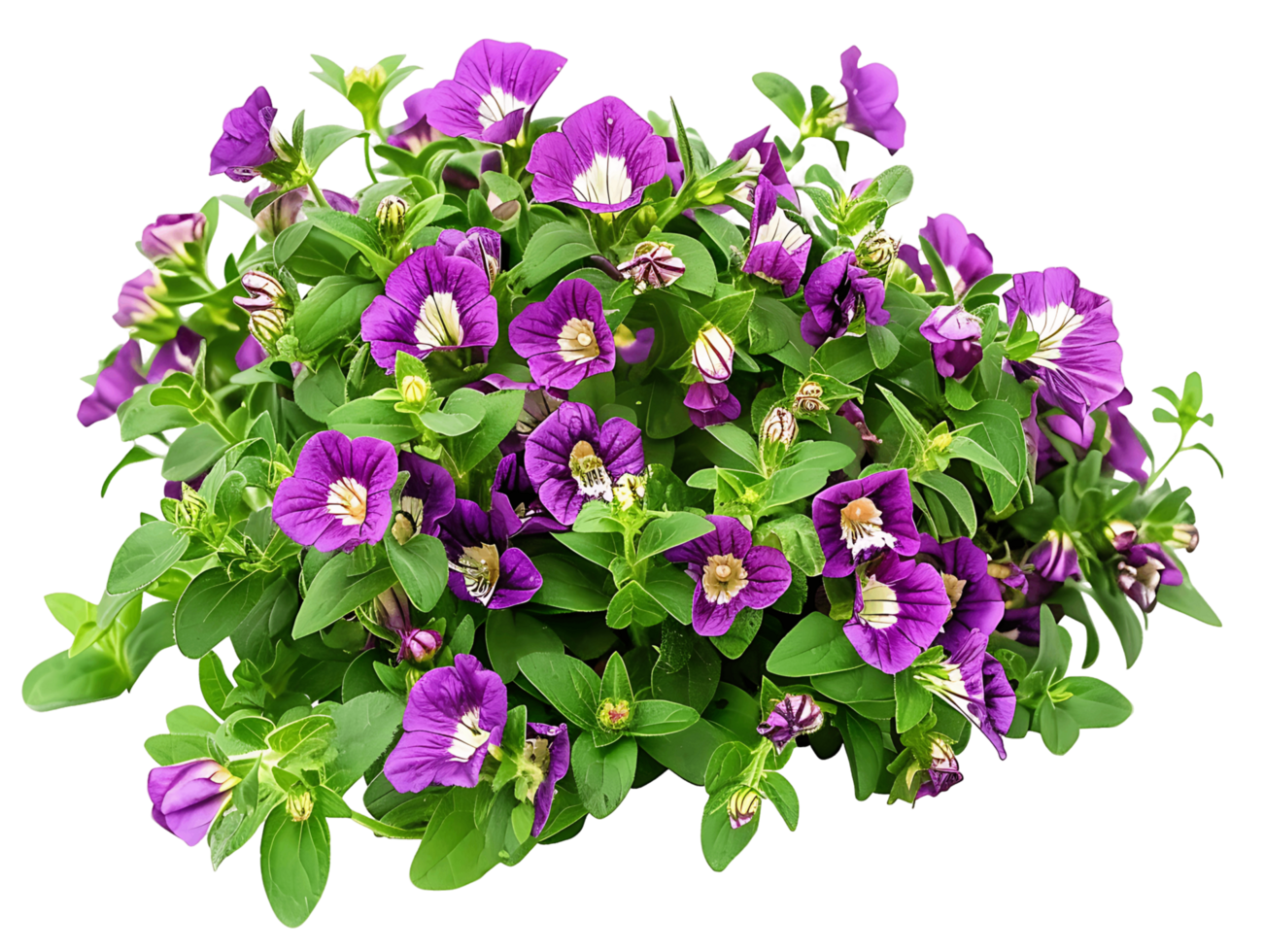 Torenia Fournieri Bush Isolated on Transparent Cutout png
