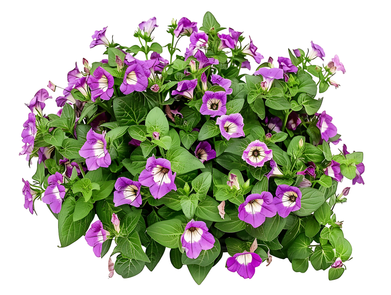 Torenia Fournieri Bush on Transparent Background Cutout png