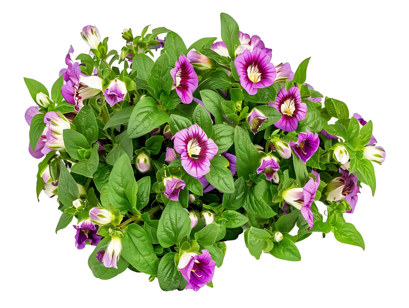 Torenia Fournieri Bush Isolated on Clear Background png