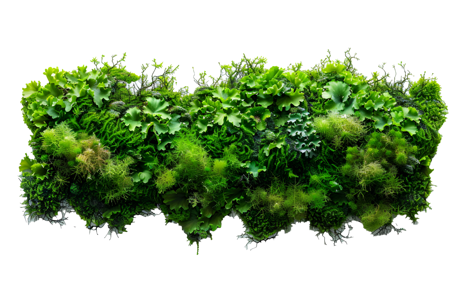 Green moss on rock isolated on transparent background png