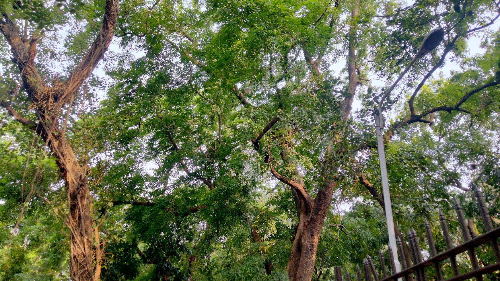 Wonderful View of green trees in forest photo