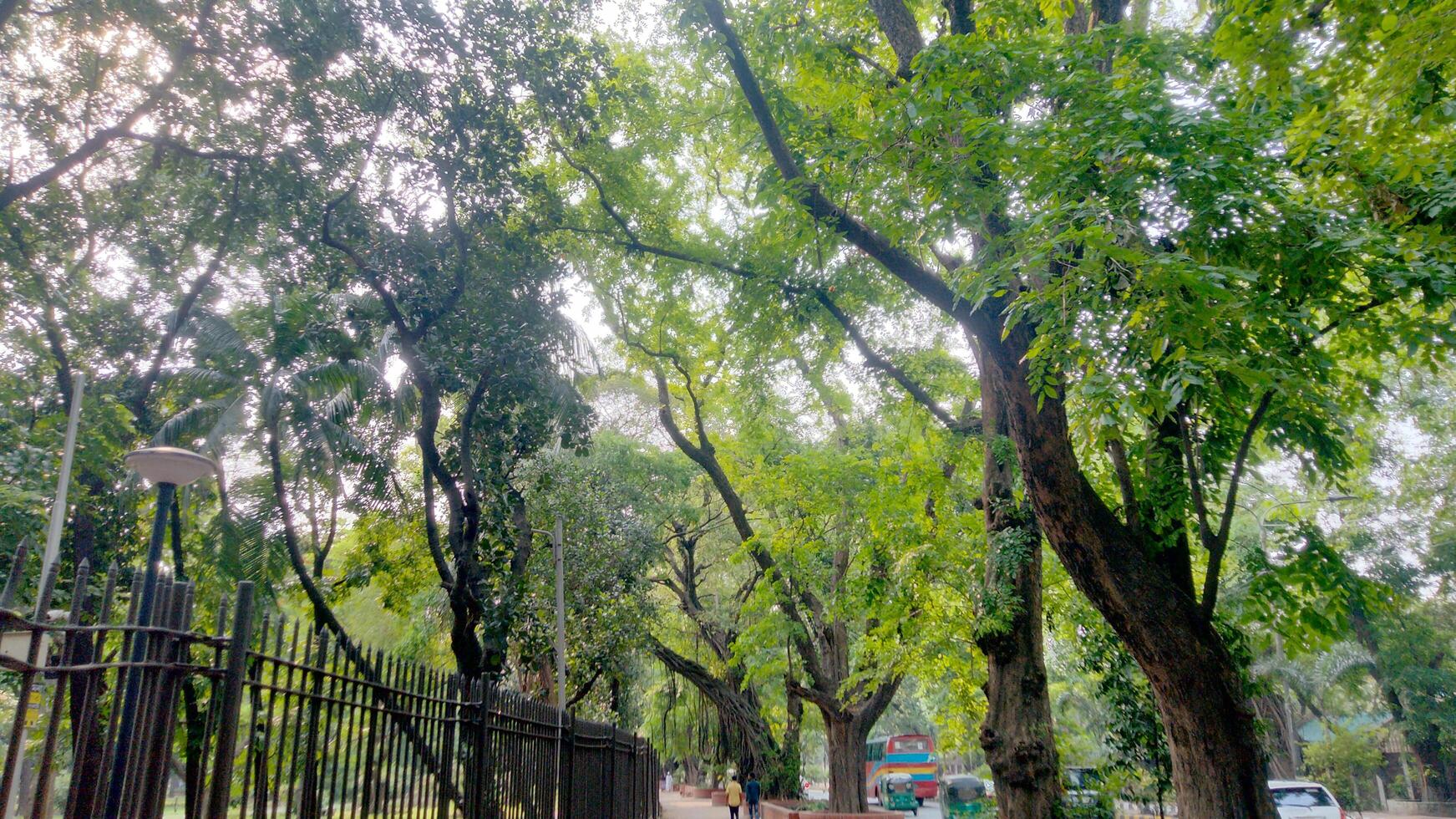 Wonderful View of green trees in forest photo